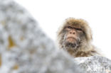 Barbary ape