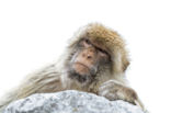 Barbary ape