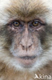 Barbary ape