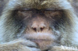 Barbary ape