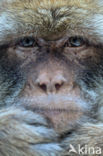 Barbary ape