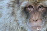 Barbary ape