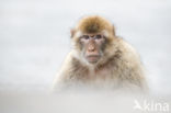 Barbary ape