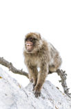 Barbary ape