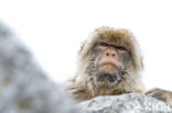 Barbary ape