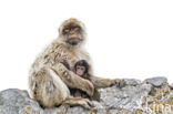 Barbary ape