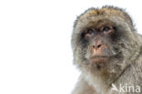 Barbary ape