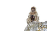 Barbary ape