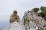 Barbary ape