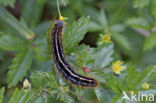 Malacosoma alpicola