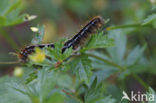 Malacosoma alpicola