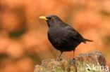 Eurasian Blackbird (Turdus merula)