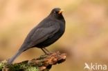 Eurasian Blackbird (Turdus merula)