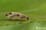 Micromus variegatus