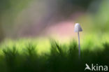 bonnet (Mycena spec.)