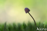 bonnet (Mycena spec.)