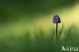 bonnet (Mycena spec.)