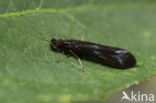 Mystacides niger