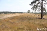 Nationaal Park Loonse en Drunense Duinen