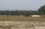 Nationaal Park Loonse en Drunense Duinen