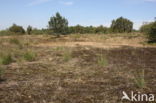 Nationaal Park Loonse en Drunense Duinen