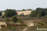 Nationaal Park Loonse en Drunense Duinen