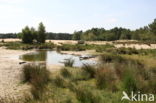 Nationaal Park Loonse en Drunense Duinen