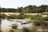 Nationaal Park Loonse en Drunense Duinen