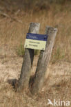 Nationaal Park Loonse en Drunense Duinen