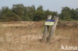 Nationaal Park Loonse en Drunense Duinen