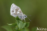 Noordelijk manschildblauwtje (Agriades glandon)