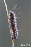 Ocnogyna parasita