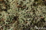 Cladonia portentosa