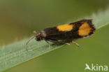 Oranje Dwergbladroller (Pammene aurana)