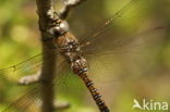 Paardenbijter (Aeshna mixta)