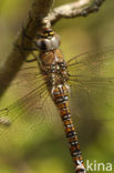 Paardenbijter (Aeshna mixta)