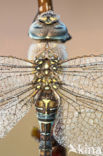 Migrant Hawker (Aeshna mixta)