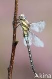 Migrant Hawker (Aeshna mixta)