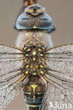 Migrant Hawker (Aeshna mixta)