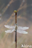 Paardenbijter (Aeshna mixta)