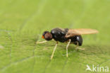 yellow-legged black (Pachygaster leachii)