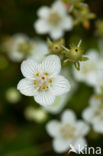 Parnassia (Parnassia palustris)