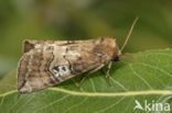 Figure of Eighty (Tethea ocularis)