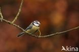 Pimpelmees (Parus caeruleus)