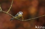 Blue Tit (Parus caeruleus)