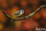 Blue Tit (Parus caeruleus)