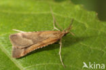 Synaphe punctalis