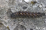 Poecilocampa alpina