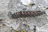 Poecilocampa alpina