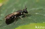 Poldermaskerbij (Hylaeus confusus)